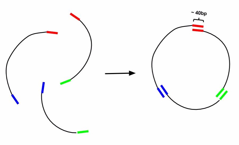 Grudge Muldyr Banquet Barrick Lab :: ProtocolsGibsonCloning