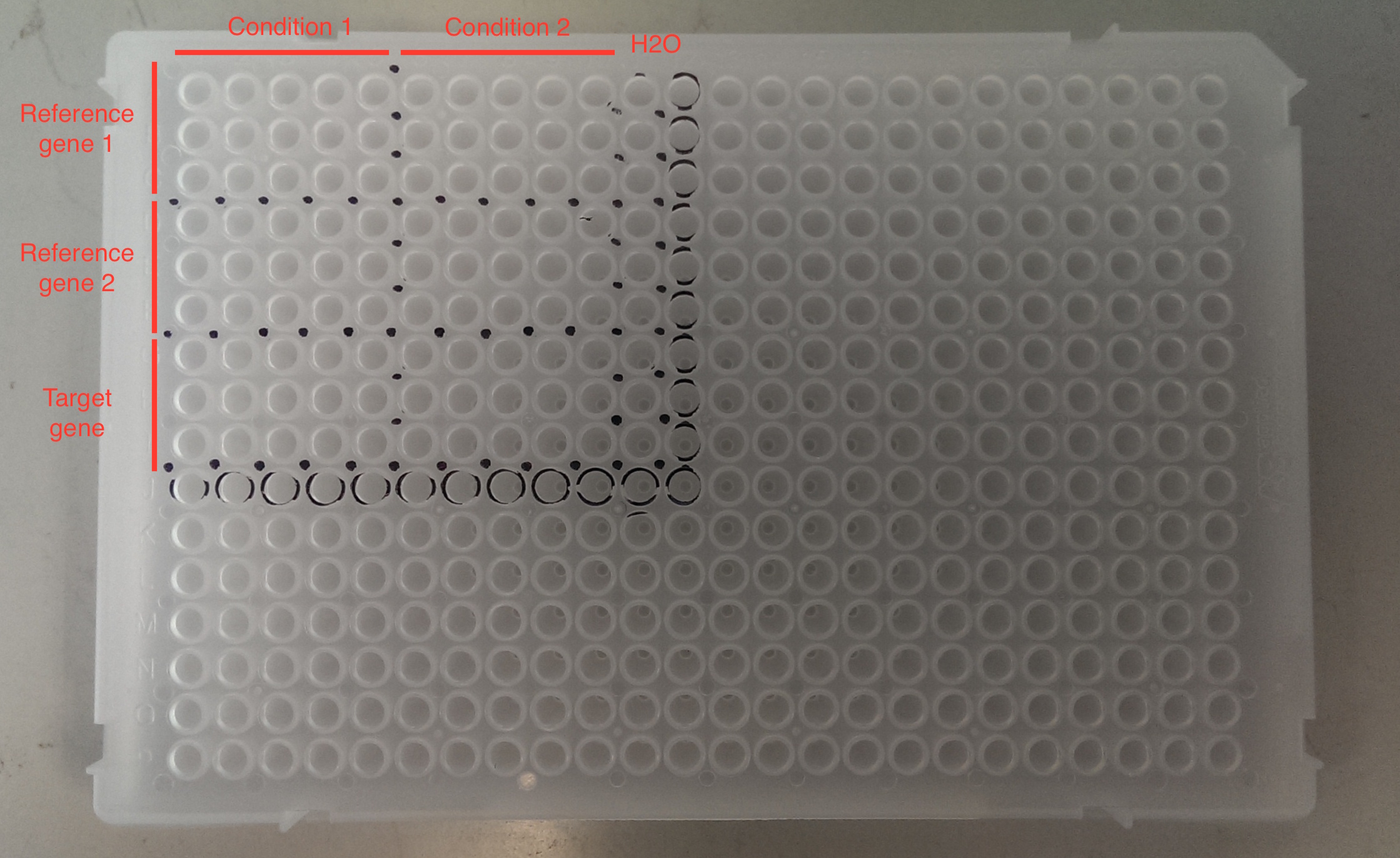 ロイヤリティフリー 96 Well Plate Layout Template はがととめ