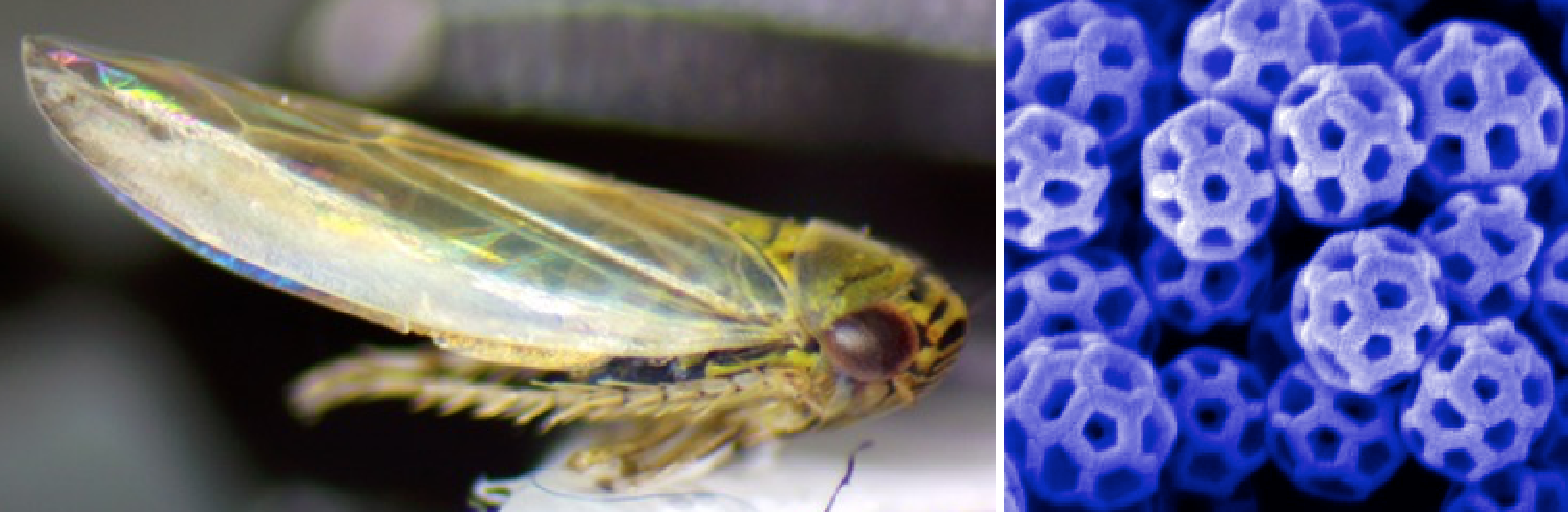 leafhopper_website.png